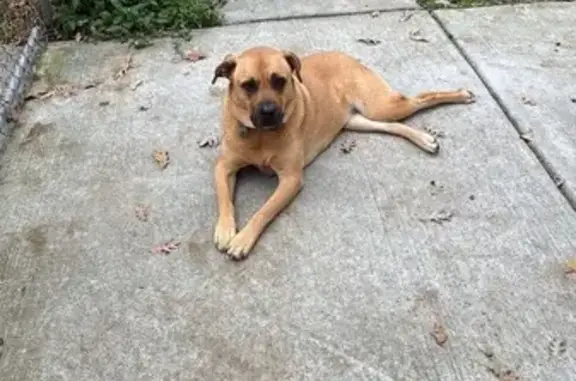 Found dog Charlotte, photo: Found Dog on Squirrel Hill Rd, Charlotte