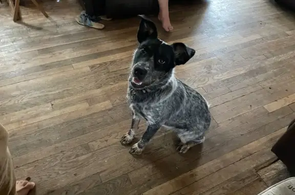 Lost Black & White Dog on E 18th St, Odessa