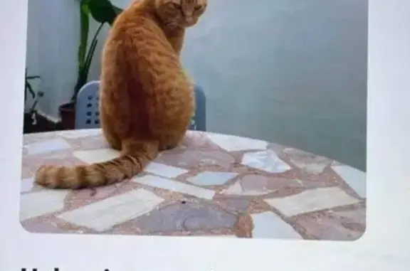 ¡Gato Naranja Perdido en Sedav...