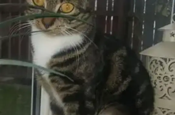 Missing cat , photo: Lost Tabby Kitten: White Feet & Chest