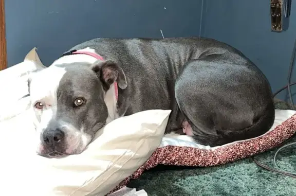 Friendly Dog Missing on Northside Rd