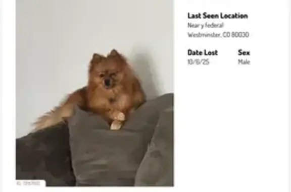 Missing dog Westminster, photo: Lost Dog in Westminster - Help Needed!