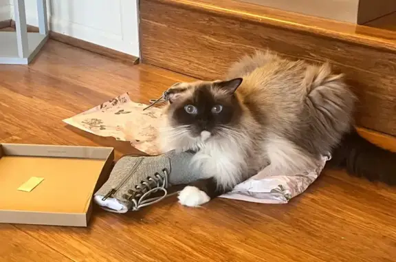 Missing cat Maryland City, photo: Lost cat, Maryland City