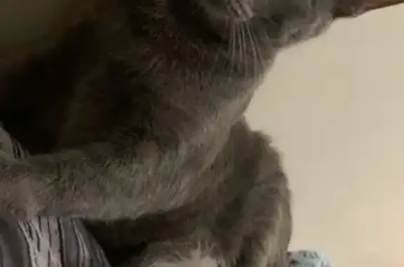 Missing cat Dumfries, photo: Lost Cat: White-Bellied, Shy & Sweet
