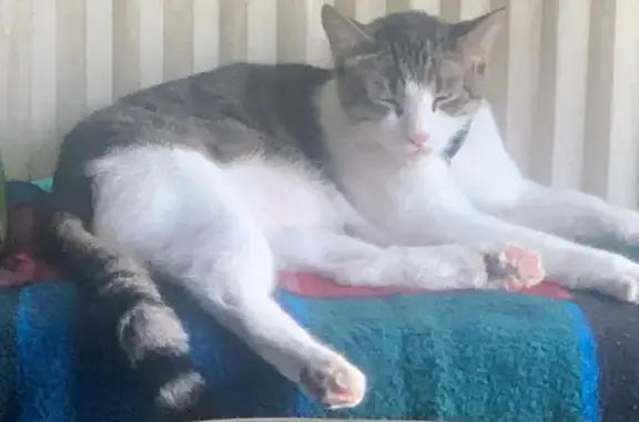 Lost Cat in Kingman: White & Striped Tail