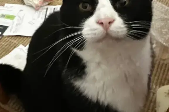 Missing cat , photo: Lost Tuxedo Cat: Bogey, 7, Beckley WV