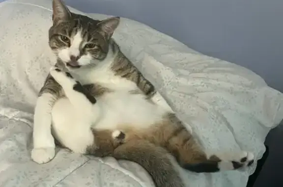 Lost Cat: Grey with White Paws in Granby