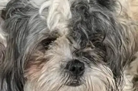 Lost Shih Tzu: Purple Collar, Blue Lake
