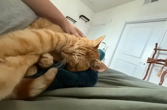 Missing cat California City, photo: Lost Orange Cat Simba: Help Needed!