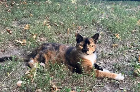 Chat timide perdu à Saint-Genis-Laval - photo