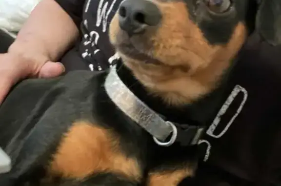 Lost Dog Alert: Black/Brown in Collinsville