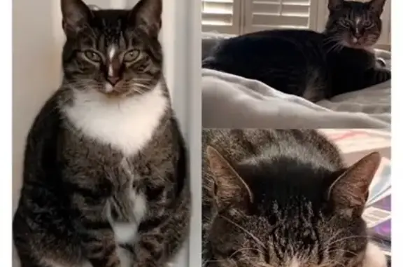 Missing cat Missouri City, photo: Lost Cat Alert: Sedalia, Missouri
