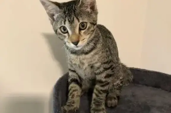 Found pets , photo: Found Kitten: Gray & Black on Benders Ferry