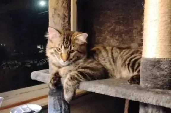 Lost Silvery Tabby Kitten on Joan Drive