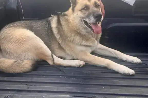 Found dog , photo: Found: Laid-Back German Shepherd, Texarkana
