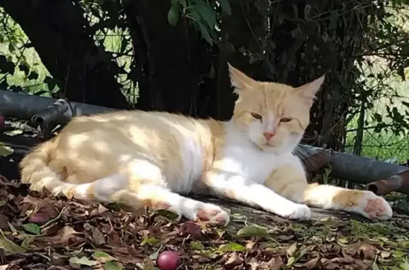 Animaux perdus Saujon, photo: Chat roux clair perdu à Saujon