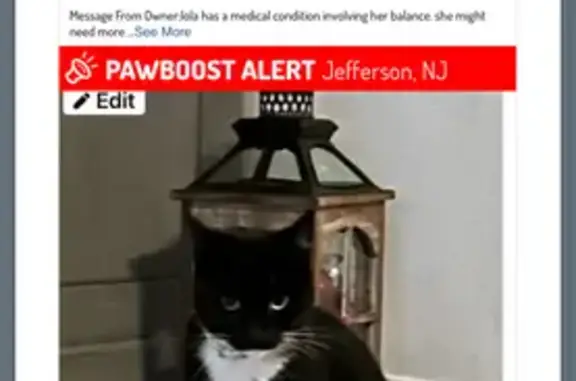 Lost Tuxedo Cat: Needs Medication