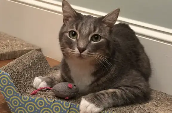 Help Find Carl: Silver Tabby Lost in Ashland
