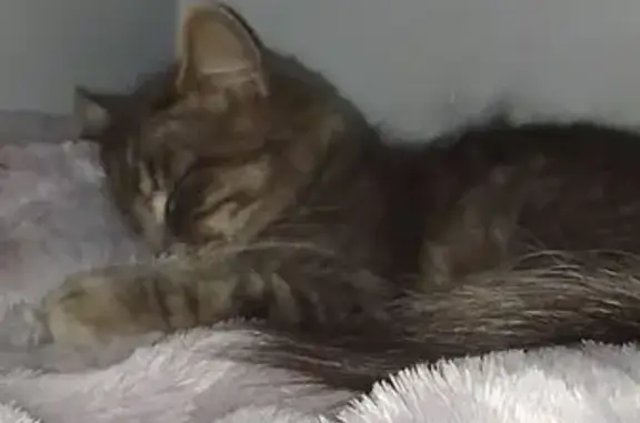 Lost Cat: Spotted Belly, Grey & Brown