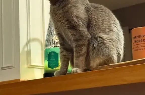 Lost Grey & White Tabby on Ura Lane