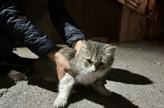 Знайдені тварини Кривий ріг, фото: Пухнастий сірий котик шукає дім у Кривому Розі