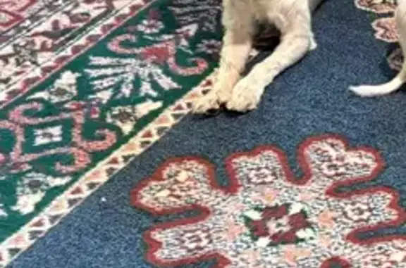 Lost Puppy: Fluffy Tail, Loves Treats