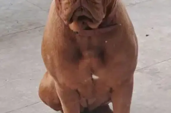 Chienne marron perdue à Hermelinghen - photo