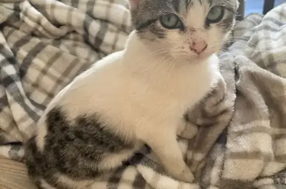 Animaux trouvés Issoire, photo: Chaton femelle trouvée à Issoire