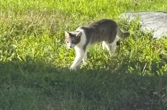Animaux trouvés Darvoy, photo: Jeune chat mâle trouvé, affamé à Darvoy