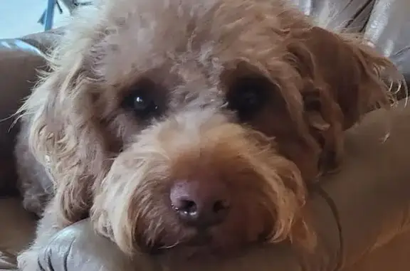 Lost Labradoodle: Turbo, Tan & Curly!