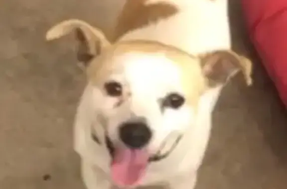 Lost Chihuahua: Pinto Bean on Whitetail