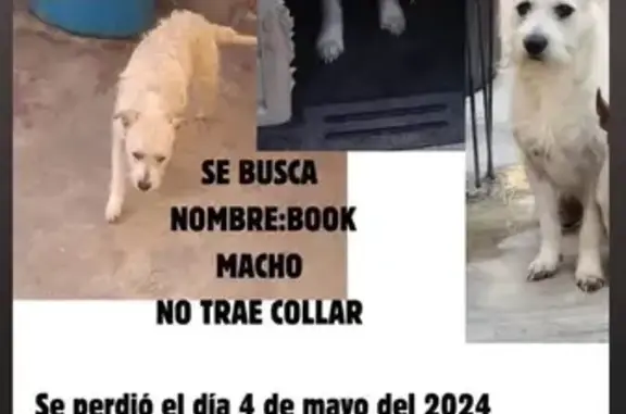 Búsqueda de mascotas, foto: ¡Perro Blanco Perdido en Ecatepec!