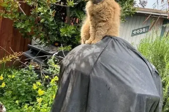 Lost pets Fremont, photo: Lost Orange Cat: Friendly & Outdoor-Loving