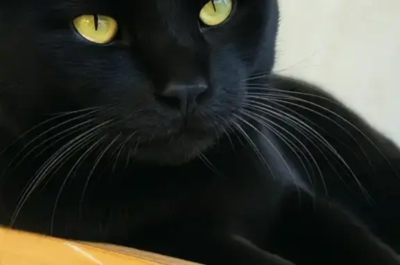 Animaux perdus , photo: Chat perdu noir, soyeux et câlin à Senillé