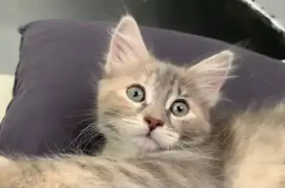 Animaux perdus , photo: Chatte grise perdue à Senillé-Saint-Sauveur
