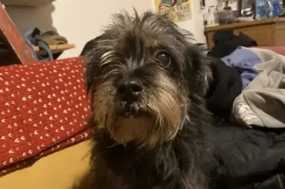Chien trouvé , photo: Chien trouvé à La Madeleine (59)