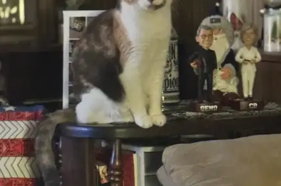 Lost Calico Cat in East Hartford: Help!
