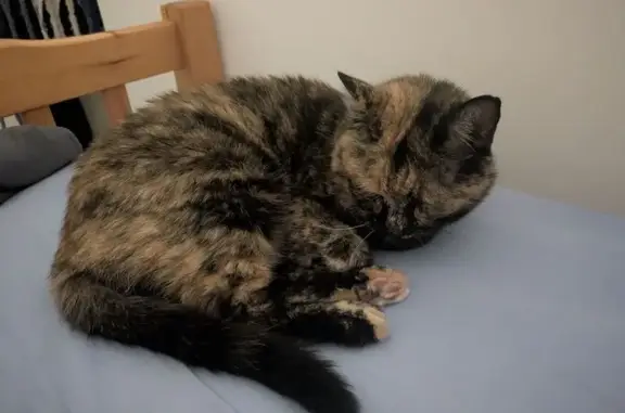Animaux trouvés Toulouse, photo: Chat écaille trouvé Avenue de la Gloire