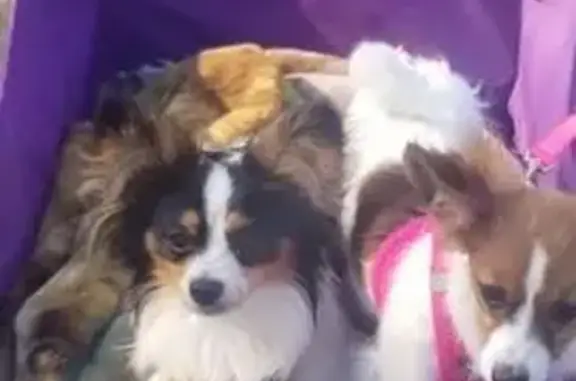 Help Find Prince: Beloved Papillon Lost