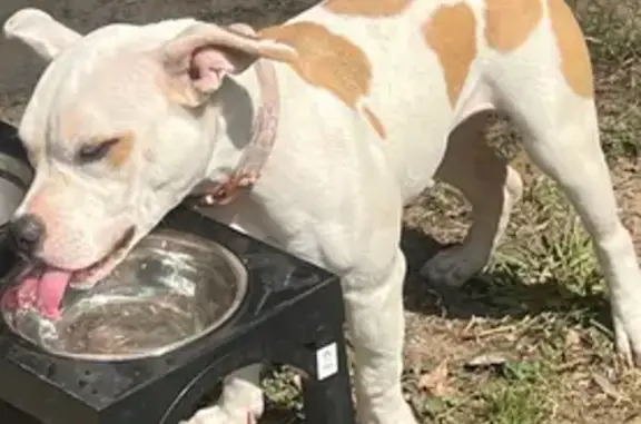 Missing dog Lawrenceville, photo: Lost Dog: Brown Spots, Pink Collar, NW