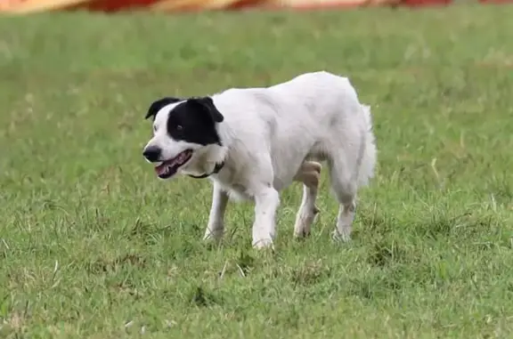 Lost: White Border Collie, Gun...