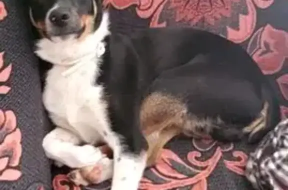 Perro Perdido en Totana: Negro con Pecho Blanco
