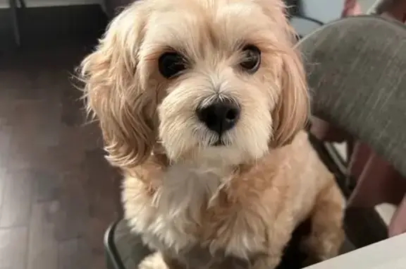 Lost Light Brown Maltese in Irvington