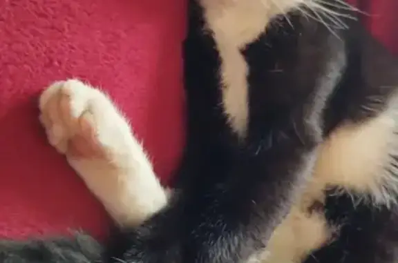 Chatte perdue, pucée, sociable à Tarcenay - photo