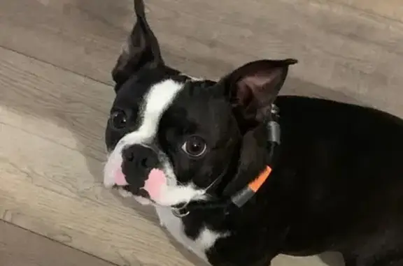 Lost Boston Terrier: Oscar in Shaker Heights