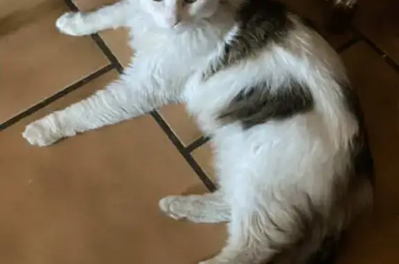 Chat perdu, La Machine, photo: Chatte perdue Rue Basse, La Machine