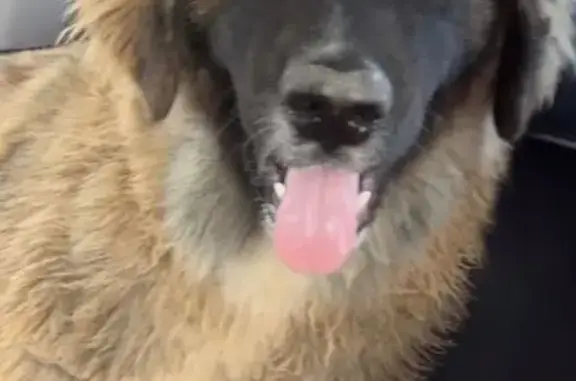 Perro Marrón Perdido en CV-505, Polinyà