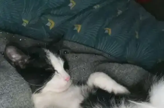 Chatte perdue noire et blanche câline - photo