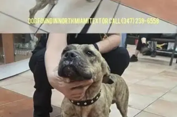 Found dog North Miami, photo: Found Male Dog with Collar in N. Miami
