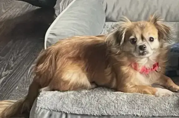 Lost Chihuahua Mix: Pink Collar, Shy